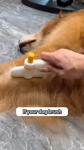 33 reactions · 5 comments | A dog comb that saves time Comment “Comb” and I’ll DM the  to you instantly! Or simply search Detangling Push Comb on our site ✨ | Howlsyourday | Facebook