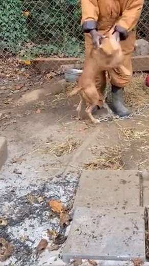 McNabb’s Canelo & Jewel’s Sire, Big Zoo’s Rambo as a pup. | Sino McNabb