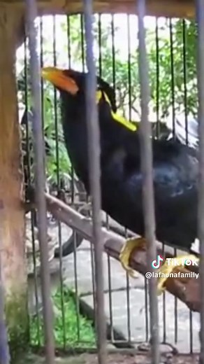 Le mainate : oiseau insupportable ou génial ?