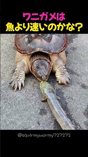 Are alligator snapping turtles faster than fish?