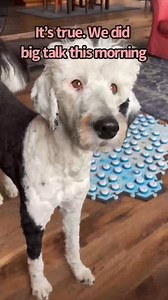 My Talking Dog Uses Her Buttons to Talk About The Past! | Whataboutbunny