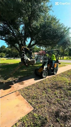 Up rooting hackberry #branchmanager #treelife https://www.texastreetrimmers.com #bandit #treepeople