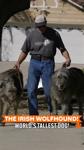 All About Irish Wolfhounds - The Tallest Dog 🐕📏 | Dogumentary TV