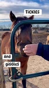 Josie was feeling playful. She was asking for nose rubs that seemed to tickle which in turn got us tickled. Josie is Hope’s orphan from July 2024 arriving only 12 hours old. She is a beautiful bay and expected to be on the smaller side currently standing just shy of 12hh. She is smart, playful, and beautiful. If you can give Josie a loving home please message Hope. #hopeinthevalleyequinerescueandsanctuary #hope #horselife #horses #animalrescue | Hope in the Valley Equine Rescue and Sanctuary, In
