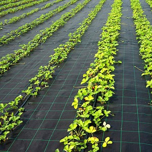 Weed Barrier Fabric