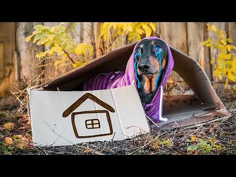 The Runaway Puppy! Cutest Dachshund Compilation!