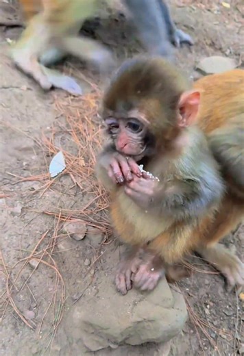 Exploring Monkey Behaviors in Wildlife