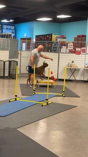 16 reactions · 4 comments |  Meet COSMO — the ultimate good boy! ...