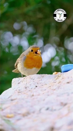European Robin #shorts #birds
