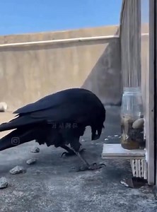 5.1K views · 159 reactions | #NatureFactOfTheDay Crows are very clever and amazing problem solvers. This thirsty Crow came across upon a bottle with water at the bottom, beyond the reach of its beak. After failing to push it over, the bird drops in pebbles one by one until the water rises to the top of the bottle, allowing it to drink. Who’s a clever crow . | Protect All WildLife | Facebook