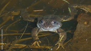 A brown frog on the swamp in the forest ready to jump out of the water