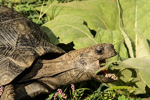 Asian Forest Tortoise - Learn About Nature