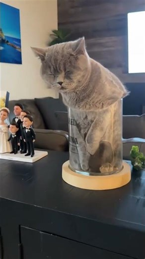 Cats Logic vs Physics (Physics Wins) #catlover #fails #shorts