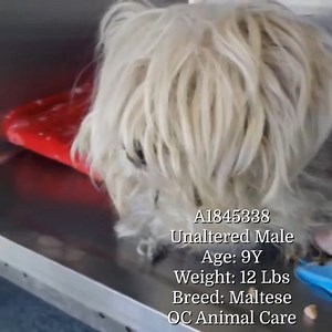 11K views · 902 reactions | UPDATE: RESCUED 11/27/23! CODE RED- EUTH...