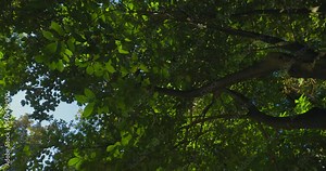 Camellia Japonica Known As Common Camellia, Japanese Camellia, Or Tsubaki In Japanese, Is One Of Best Known Species Of Genus Camellia. Sometimes Called Rose Of Winter, It Belongs To Family Theaceae.