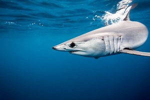 Making Sense of Mako Shark Conservation