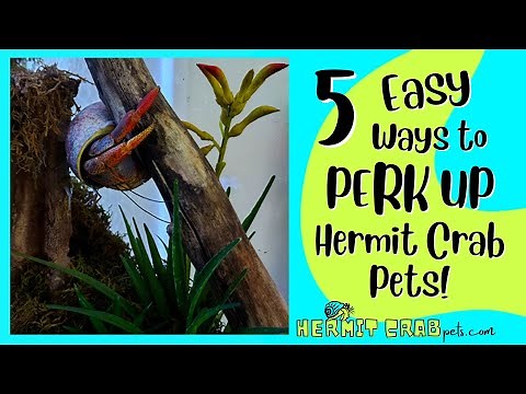 5 Easy Ways to PERK UP HERMIT CRAB Pets!