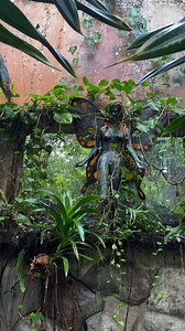 🦋✨ Un lugar donde la naturaleza enseña y la magia florece En el Mariposario de Hacienda Nápoles, cada rincón es un mundo vivo: plantas que alimentan sueños, cascadas que susurran vida y mariposas que nos muestran el milagro de la transformación. 🌱🌸💦 Aquí, no solo admiramos la belleza de cientos de mariposas, sino que también aprendemos sobre su proceso de vida, su importancia en el ecosistema y el cuidado que requieren para volar libres. 🔬🌿 Un espacio lleno de pedagogía, colores y emocione