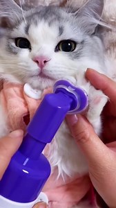 Amazingly Cat on Reels