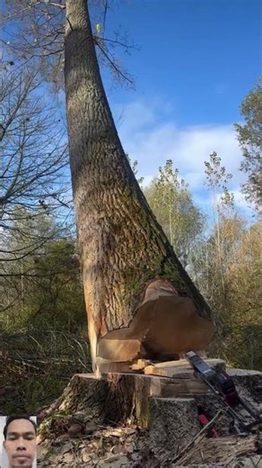 The Exact Moment a Massive Tree Falls | Precision Tree Felling 🌲