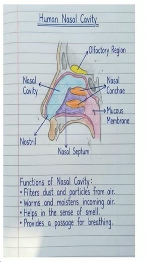 All Human Body Organ Diagram With Namming #generalstudies #anatomy #diagram