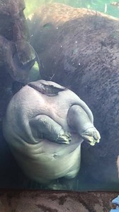 386K views · 8.5K shares | Bottoms up!! Fiona doing a hippo handstand. Adult hippos can hold their breath up to 5 minutes. Fiona can hold hers for about 2. | Cincinnati Zoo & Botanical Garden | Facebook