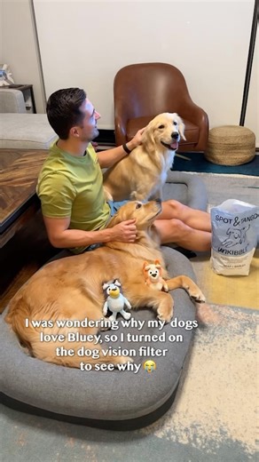 265K views · 2.7K reactions | Did you know dogs see more than black and white? They can’t recognize red, green, or orange in the same way that people with full-color vision can, but they can pick up some yellows and blues! #goldenretrieverlife #dog #puppy #smile #bffs | Ellie Golden Life | Facebook