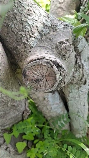 Cross section of cut tree branch #growth rings