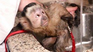 96K views · 7.4K reactions | Watch the ADORABLE MonkeyHappy take his morning bath and enjoy a warm bottle!  Who else could use a hot relaxing shower?!  | MonkeyBoo | Facebook