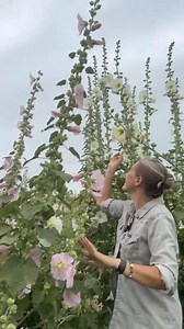 The hollyhocks are in full bloom and I thought I’d answer some of the most common questions I’ve been getting about them. If you’re looking for seed, both Renee's Garden and Swallowtail Garden Seeds have them in stock. A lot of ours were from the Indian Spring Mix. Since hollyhocks are biennials you’ll want to sow seed now for blooms next year. They germinate erratically so order a few more packets than you need to be on the safe side. | Floret Flower Farm