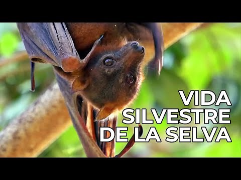El Mundo Salvaje: Las Selvas de Asia | Free Documentary Nature - Español