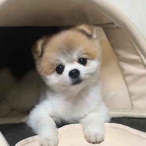 14 reactions | Lắc lư cái đầu  ------ Các bạn vào Youtube - tìm tên funnypetsvn Để xem nhiều video Cún đáng yêu khác nha. Kênh youtube mình tổng hợp nhiều video ghép lại và có chọn lọc. Bấm đăng ký theo dõi luôn nhé! Mỗi ngày 1-2 video tổng hợp. Và chia nhỏ up dần trên page. Sắp tới sẽ có trang web dành riêng cho cún HTV9 .net nhé! | Thế Giới Động Vật - Animals World | Facebook