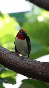 Pinocchio is o-fish-ially 11! 🥳 He celebrated his bearthday with fishing-themed enrichment and his favorite treats! 🎣 PSA: The Zoo will be closed today, January 15, and tomorrow, January 16, due to inclement weather. | Nashville Zoo