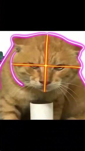 This cat has seen 1,000 years of history... 🐱👴