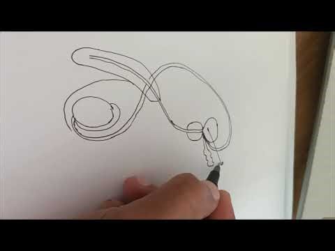 How to draw male reproductive system