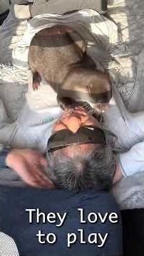 Pet Stoat, Otter and Ferret