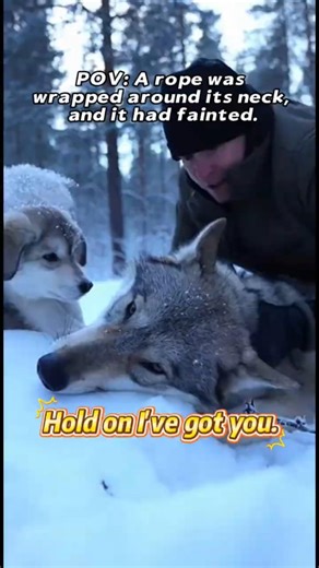 Miracle Rescue & Heart-Melting Reunion! 🐾 奇迹救援与催泪重逢！🐺 #shorts #AnimalRescue #Wolfdog