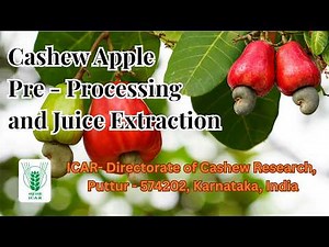 Cashew Apple Pre Processing and Juice Extraction Process | Step-by-Step Guide for Farmers