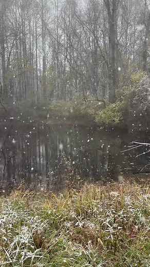 2K views · 146 reactions | A snowy woodland walk today… | Gathered - Family Farm Nature | Facebook