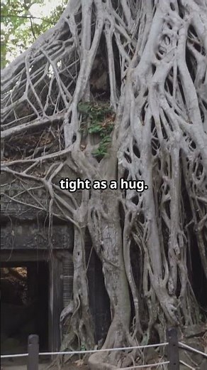 Amazing Strangler Fig Tree Facts!