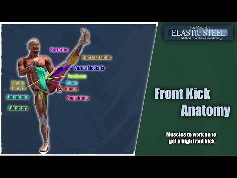 How to Kick Higher - High Front Kick Anatomy and Free Exercise