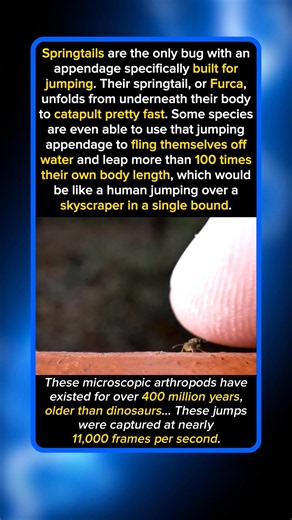 Nature’s Fastest Tiny Escape Artist
