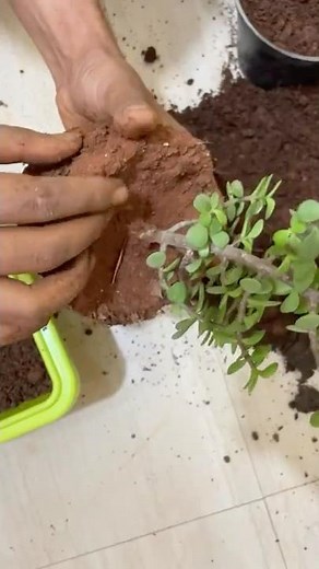 Jade Plant Repotting at Home | How to Repot Jade Plant for Better Growth | Succulent Care Tips 🫡