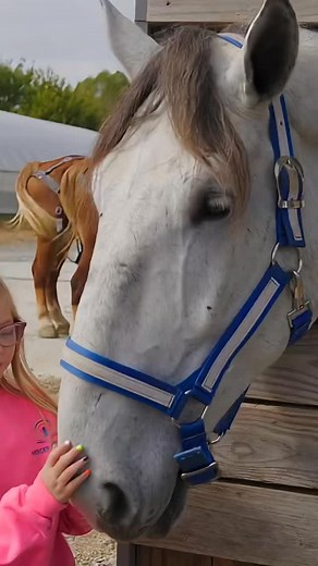 “The Art of Harnessing and Hooking Draft Horses & Mules“ . . . #harnessup #drafthorses #Mules #hastedrafthorsesandmules #fyp | Haste Draft Horses and Mules