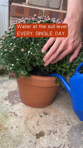 For the best display of Mums in the neighborhood, this is what to do. | Houseplant Hacks