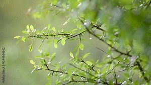 Branches of Blackthorn in the rain in a clearing. Prunus spinosa, Sologne, Loiret 45, région Centre Val de Loire, France, European Union, Europe