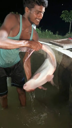 Amazing! Big Pangas Fish Pushing & Hatchery Setup #fish #farming #bigfish #fishing #shorts #viral