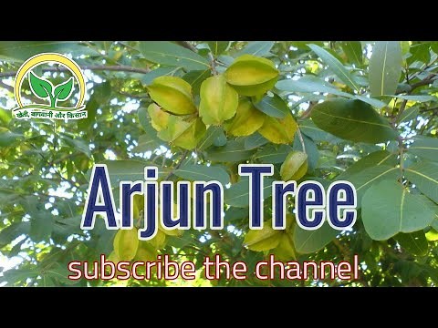 Arjun tree || Terminalia arjuna || ‪@KhetiBadiTV‬