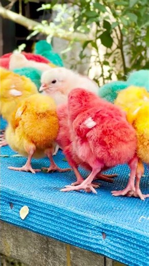 COLOUR Murgi Ke Bacche - MURGI CHICKS!