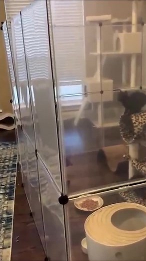 Pet_funnytime2209 on TikTok